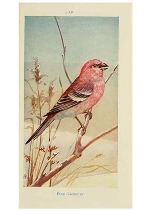 Seller image for Reproduccin/Reproduction 6260093311: Field book of wild birds and their music London,G.P. Putnams Sons[c1921] for sale by EL BOLETIN