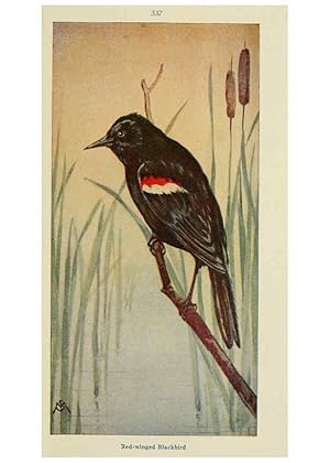 Seller image for Reproduccin/Reproduction 6260620468: Field book of wild birds and their music London,G.P. Putnams Sons[c1921] for sale by EL BOLETIN