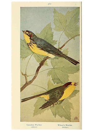 Seller image for Reproduccin/Reproduction 6260625598: Field book of wild birds and their music London,G.P. Putnams Sons[c1921] for sale by EL BOLETIN