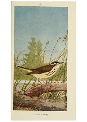 Seller image for Reproduccin/Reproduction 6260102725: Field book of wild birds and their music London,G.P. Putnams Sons[c1921] for sale by EL BOLETIN