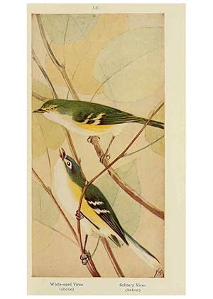 Seller image for Reproduccin/Reproduction 6260623108: Field book of wild birds and their music London,G.P. Putnams Sons[c1921] for sale by EL BOLETIN