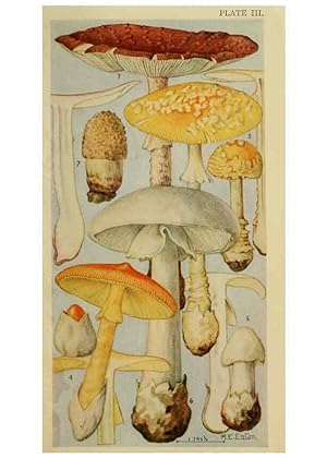 Seller image for Reproducción/Reproduction 6263211555: Field book of common gilled mushrooms New York :G.P. Putnam´s Sons,1928 for sale by EL BOLETIN