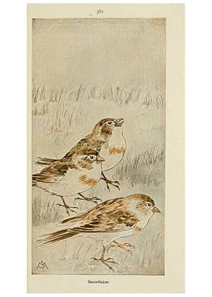 Seller image for Reproduccin/Reproduction 6260630324: Field book of wild birds and their music London,G.P. Putnams Sons[c1921] for sale by EL BOLETIN