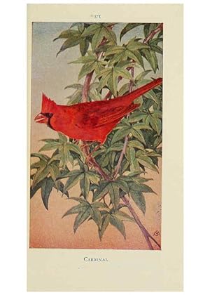 Seller image for Reproduccin/Reproduction 6260628154: Field book of wild birds and their music London,G.P. Putnams Sons[c1921] for sale by EL BOLETIN