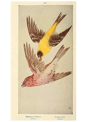 Seller image for Reproduccin/Reproduction 6260095315: Field book of wild birds and their music London,G.P. Putnams Sons[c1921] for sale by EL BOLETIN