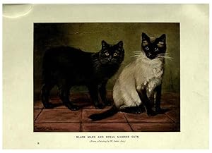 Imagen del vendedor de Reproduccin/Reproduction 6263558906: The book of the cat London,Cassell and company, limited,1903 a la venta por EL BOLETIN