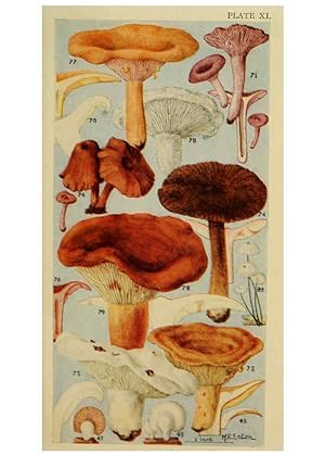 Seller image for Reproducción/Reproduction 6263213573: Field book of common gilled mushrooms New York :G.P. Putnam´s Sons,1928 for sale by EL BOLETIN