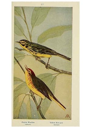 Seller image for Reproduccin/Reproduction 6260624870: Field book of wild birds and their music London,G.P. Putnams Sons[c1921] for sale by EL BOLETIN