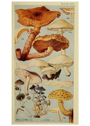 Seller image for Reproducción/Reproduction 6263214463: Field book of common gilled mushrooms New York :G.P. Putnam´s Sons,1928 for sale by EL BOLETIN