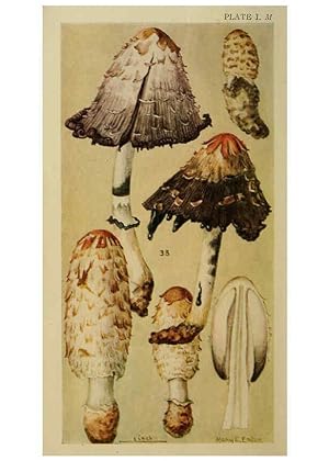 Seller image for Reproducción/Reproduction 6263736962: Field book of common gilled mushrooms New York :G.P. Putnam´s Sons,1928 for sale by EL BOLETIN