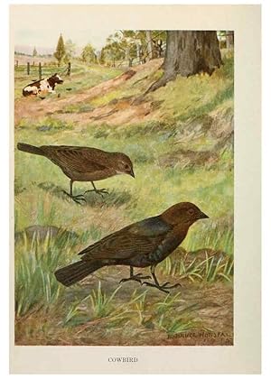 Seller image for Reproduccin/Reproduction 6264217834: Bird biographies New York,Dodd, Mead,1923 for sale by EL BOLETIN