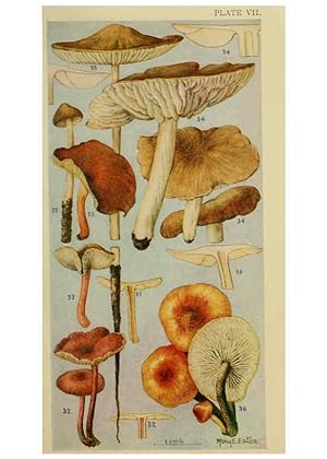 Seller image for Reproducción/Reproduction 6263212505: Field book of common gilled mushrooms New York :G.P. Putnam´s Sons,1928 for sale by EL BOLETIN