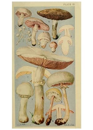 Seller image for Reproducción/Reproduction 6263211283: Field book of common gilled mushrooms New York :G.P. Putnam´s Sons,1928 for sale by EL BOLETIN