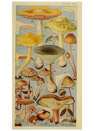 Seller image for Reproducción/Reproduction 6263740476: Field book of common gilled mushrooms New York :G.P. Putnam´s Sons,1928 for sale by EL BOLETIN