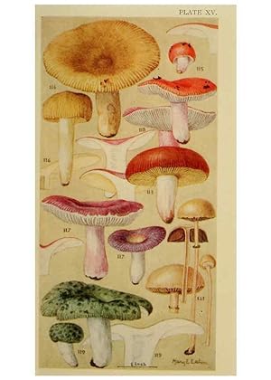 Seller image for Reproducción/Reproduction 6263214633: Field book of common gilled mushrooms New York :G.P. Putnam´s Sons,1928 for sale by EL BOLETIN
