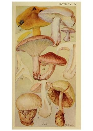 Seller image for Reproducción/Reproduction 6263741462: Field book of common gilled mushrooms New York :G.P. Putnam´s Sons,1928 for sale by EL BOLETIN