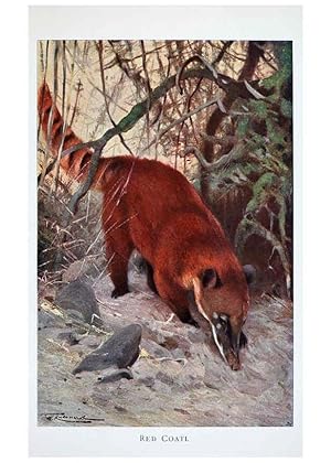 Seller image for Reproduccin/Reproduction 6263152577: Wild life of the world. v.2. London ;F. Warne and co.,1916 for sale by EL BOLETIN