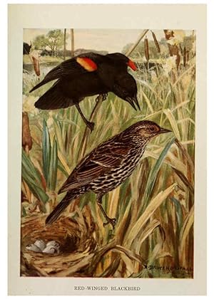 Seller image for Reproduccin/Reproduction 6263690353: Bird biographies New York,Dodd, Mead,1923 for sale by EL BOLETIN