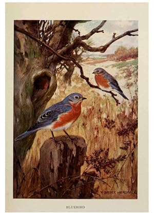 Seller image for Reproduccin/Reproduction 6263689351: Bird biographies New York,Dodd, Mead,1923 for sale by EL BOLETIN