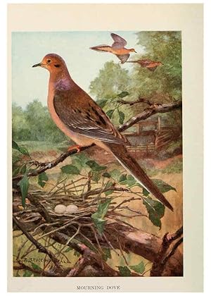 Seller image for Reproduccin/Reproduction 6264219188: Bird biographies New York,Dodd, Mead,1923 for sale by EL BOLETIN