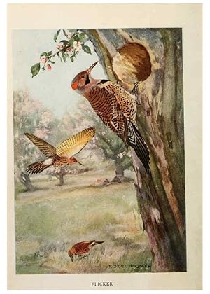Seller image for Reproduccin/Reproduction 6264218252: Bird biographies New York,Dodd, Mead,1923 for sale by EL BOLETIN