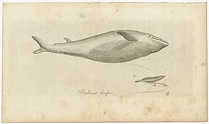 Antique Print of a Minke Whale by Blumenbach (1810)
