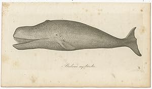 Antique Print of a Bowhead Whale by Blumenbach (1810)