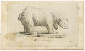 Antique Print of a Polar Bear by Blumenbach (1810)