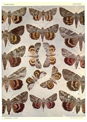 Seller image for Reproduccin/Reproduction 6266333925: The moth book Garden City, New York :Doubleday, Page & company,1916 for sale by EL BOLETIN
