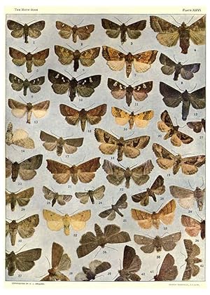 Seller image for Reproduccin/Reproduction 6266860008: The moth book Garden City, New York :Doubleday, Page & company,1916 for sale by EL BOLETIN