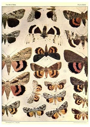 Seller image for Reproduccin/Reproduction 6266861446: The moth book Garden City, New York :Doubleday, Page & company,1916 for sale by EL BOLETIN