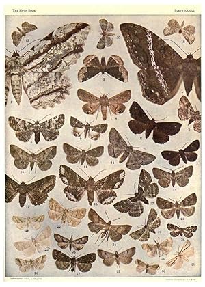 Seller image for Reproduccin/Reproduction 6266334409: The moth book Garden City, New York :Doubleday, Page & company,1916 for sale by EL BOLETIN