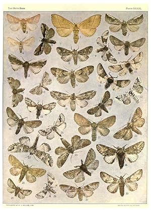 Seller image for Reproduccin/Reproduction 6266862892: The moth book Garden City, New York :Doubleday, Page & company,1916 for sale by EL BOLETIN