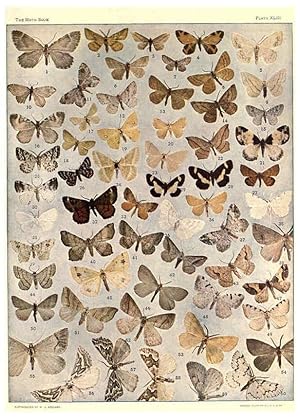 Seller image for Reproduccin/Reproduction 6266335783: The moth book Garden City, New York :Doubleday, Page & company,1916 for sale by EL BOLETIN