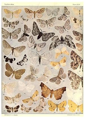 Seller image for Reproduccin/Reproduction 6266863914: The moth book Garden City, New York :Doubleday, Page & company,1916 for sale by EL BOLETIN