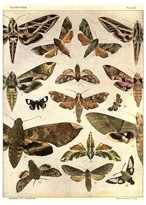 Seller image for Reproduccin/Reproduction 6266327649: The moth book Garden City, New York :Doubleday, Page & company,1916 for sale by EL BOLETIN
