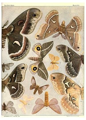 Seller image for Reproduccin/Reproduction 6266328847: The moth book Garden City, New York :Doubleday, Page & company,1916 for sale by EL BOLETIN