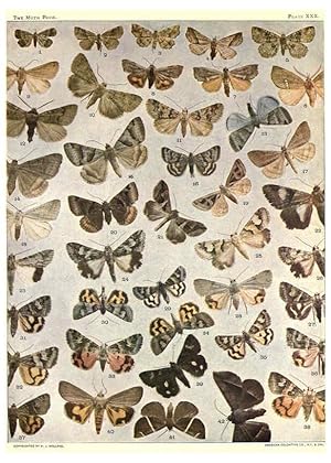 Seller image for Reproduccin/Reproduction 6266861056: The moth book Garden City, New York :Doubleday, Page & company,1916 for sale by EL BOLETIN