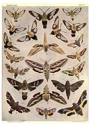 Seller image for Reproduccin/Reproduction 6266855234: The moth book Garden City, New York :Doubleday, Page & company,1916 for sale by EL BOLETIN