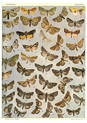 Seller image for Reproduccin/Reproduction 6266332585: The moth book Garden City, New York :Doubleday, Page & company,1916 for sale by EL BOLETIN