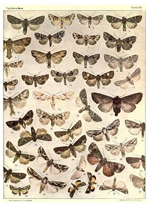 Seller image for Reproduccin/Reproduction 6266858924: The moth book Garden City, New York :Doubleday, Page & company,1916 for sale by EL BOLETIN