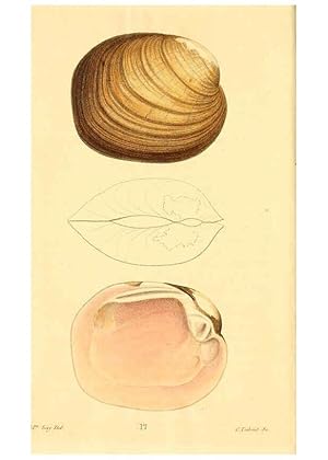 Imagen del vendedor de Reproduccin/Reproduction 6353120161: American conchology New Harmony, Ind. :Printed at the School Press,1830-[38?] a la venta por EL BOLETIN