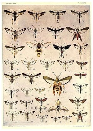 Seller image for Reproduccin/Reproduction 6266864276: The moth book Garden City, New York :Doubleday, Page & company,1916 for sale by EL BOLETIN