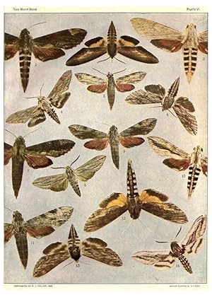 Seller image for Reproduccin/Reproduction 6266855906: The moth book Garden City, New York :Doubleday, Page & company,1916 for sale by EL BOLETIN