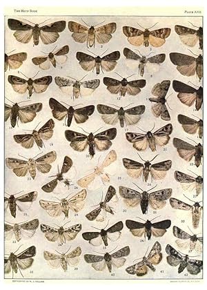 Seller image for Reproduccin/Reproduction 6266331427: The moth book Garden City, New York :Doubleday, Page & company,1916 for sale by EL BOLETIN