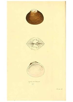 Imagen del vendedor de Reproduccin/Reproduction 6353137231: American conchology New Harmony, Ind. :Printed at the School Press,1830-[38?] a la venta por EL BOLETIN