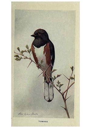 Seller image for Reproduccin/Reproduction 6311763299: The way to study birds New York,Putnam,1917 for sale by EL BOLETIN