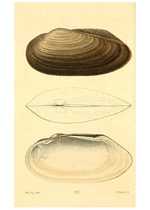 Imagen del vendedor de Reproduccin/Reproduction 6353122421: American conchology New Harmony, Ind. :Printed at the School Press,1830-[38?] a la venta por EL BOLETIN