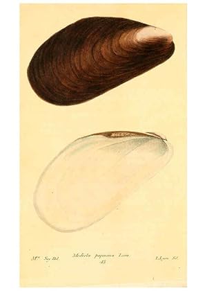 Imagen del vendedor de Reproduccin/Reproduction 6353130663: American conchology New Harmony, Ind. :Printed at the School Press,1830-[38?] a la venta por EL BOLETIN