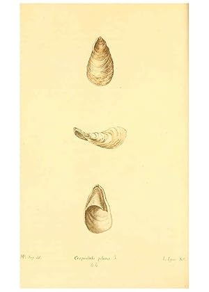 Imagen del vendedor de Reproduccin/Reproduction 6353130267: American conchology New Harmony, Ind. :Printed at the School Press,1830-[38?] a la venta por EL BOLETIN